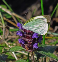 Leptophobia diaguita