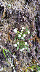 Kelleria multiflora