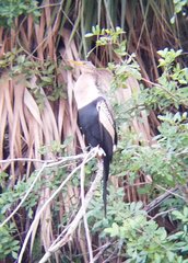 Anhinga anhinga