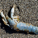 Blue Mud Shrimp - Photo (c) Wendy Feltham, some rights reserved (CC BY-NC), uploaded by Wendy Feltham