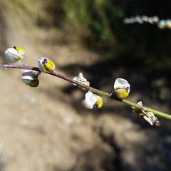 Monnina dictyocarpa