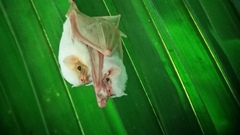 Northern Ghost Bat photo 2
