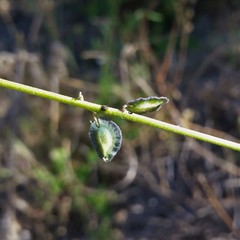 Monnina dictyocarpa