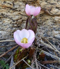 Podophyllum hexandrum