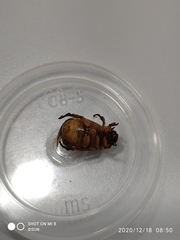 Anomala pallida