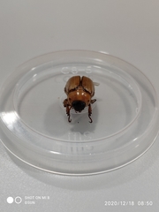 Anomala pallida