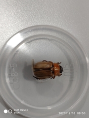 Anomala pallida