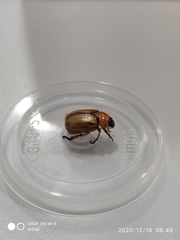 Anomala pallida