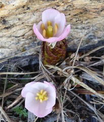 Podophyllum hexandrum