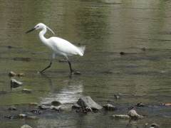 Egretta garzetta