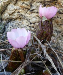 Podophyllum hexandrum