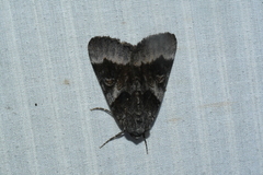 Catocala badia coelebs