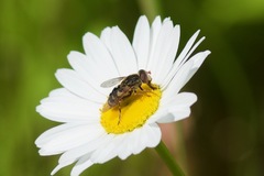 Parhelophilus rex