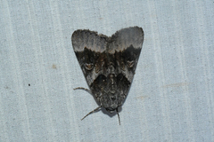 Catocala badia coelebs