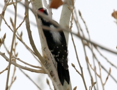 Dryobates pubescens leucurus