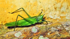 Neoconocephalus truncatirostris