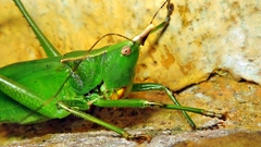 Neoconocephalus truncatirostris