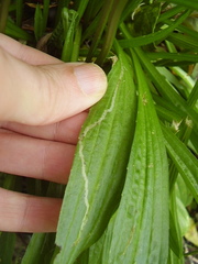 Phytomyza plantaginis