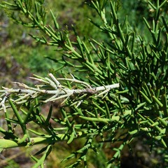 Leptoglossus chilensis