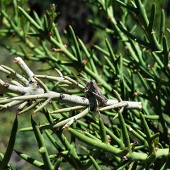 Leptoglossus chilensis