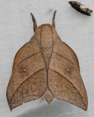 Adeloneivaia