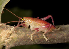 Brachybaenus
