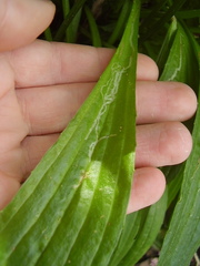 Phytomyza plantaginis