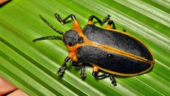 Mecistomela marginata