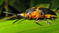 Mecistomela marginata