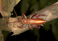 Brachybaenus