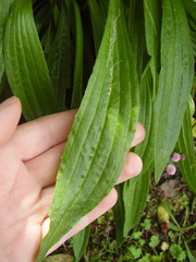 Phytomyza plantaginis