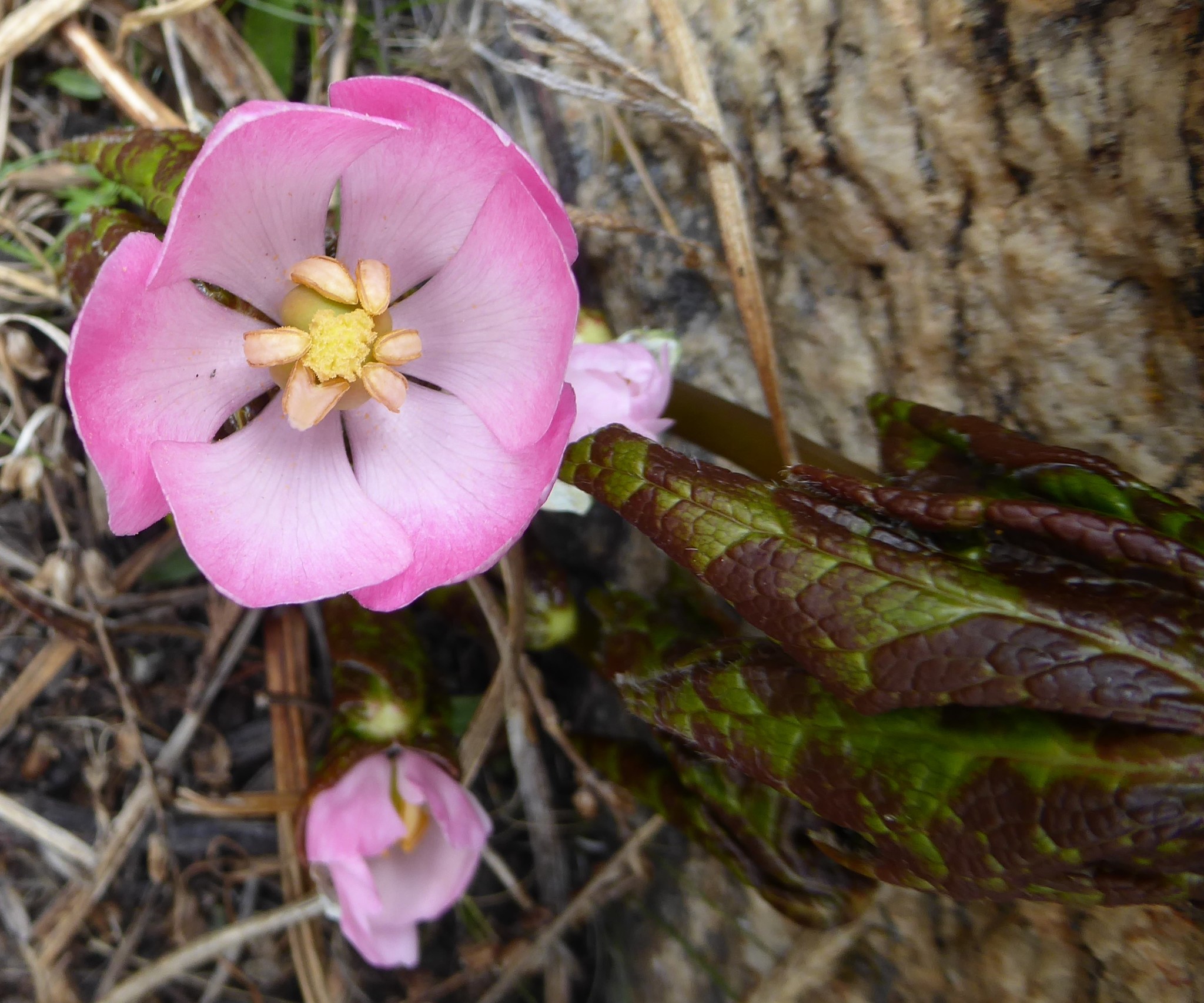 Podophyllum hexandrum