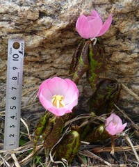 Podophyllum hexandrum