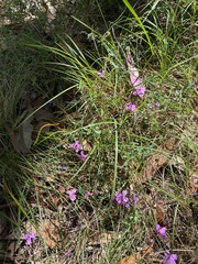 Tetratheca juncea