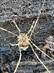 Leiobunum ventricosum