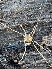 Leiobunum ventricosum