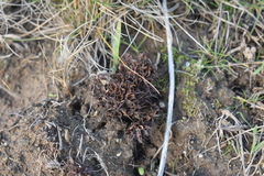 Aphyllon californicum