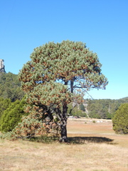 Pinus cooperi