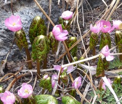 Podophyllum hexandrum