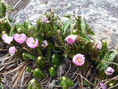 Podophyllum hexandrum