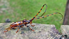 Martinsellus signatus