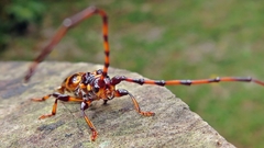 Martinsellus signatus