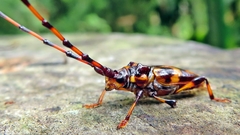 Martinsellus signatus