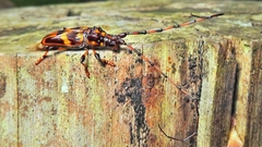 Martinsellus signatus