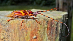 Martinsellus signatus