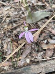 Caladenia catenata