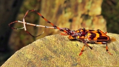 Martinsellus signatus