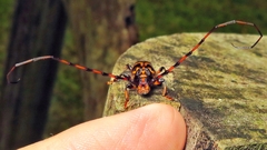 Martinsellus signatus