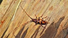 Martinsellus signatus