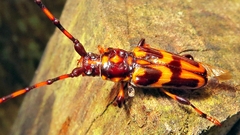 Martinsellus signatus